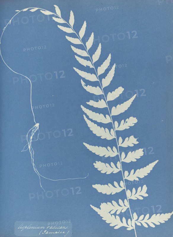 Asplenium radicans, Jamaica; Anna Atkins, British, 1799 - 1871, England; 1853; Cyanotype; 25.4 × 19.4 cm 10 × 7 5,8 in
