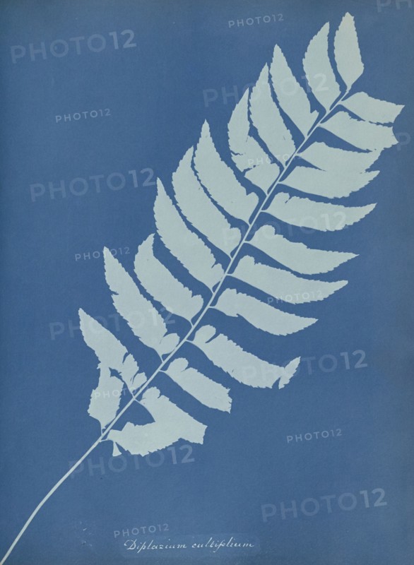 Diplazium cultifolium; Anna Atkins, British, 1799 - 1871, England; 1853; Cyanotype; 25.4 × 19.4 cm 10 × 7 5,8 in