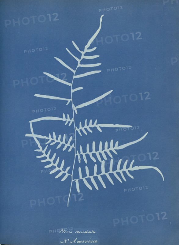 Pteris caudata, N. America; Anna Atkins, British, 1799 - 1871, England; 1853; Cyanotype; 25.4 × 19.4 cm 10 × 7 5,8 in
