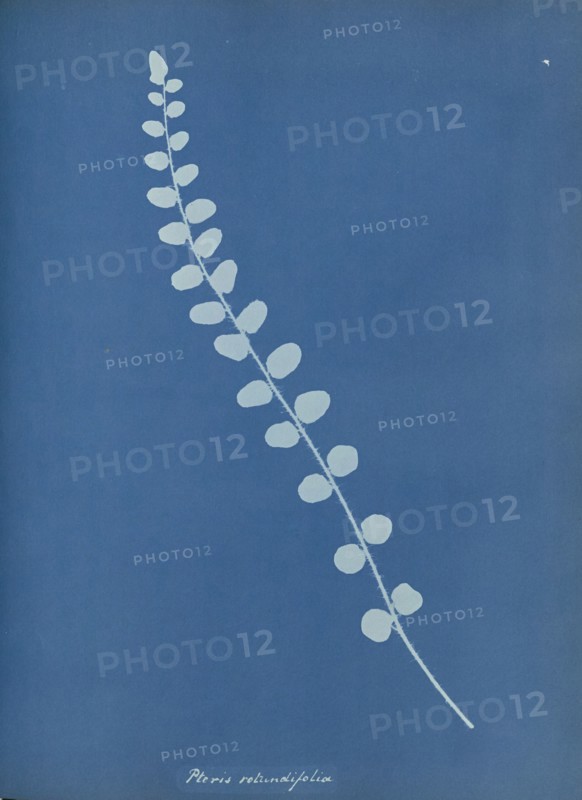 Pteris rotundifolia; Anna Atkins, British, 1799 - 1871, England; 1853; Cyanotype; 25.4 × 19.4 cm 10 × 7 5,8 in