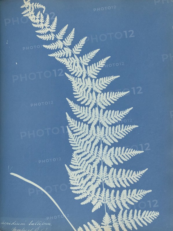 Aspidium bulbiferum, Montreal; Anna Atkins, British, 1799 - 1871, England; 1853; Cyanotype; 25.4 × 19.4 cm 10 × 7 5,8 in