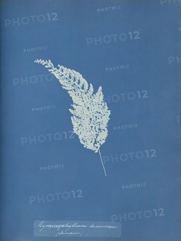 Hymenophyllum decurrens, Jamaica; Anna Atkins, British, 1799 - 1871, England; 1853; Cyanotype; 25.4 × 19.4 cm 10 × 7 5,8 in
