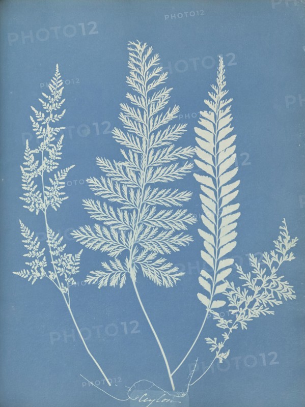 Ceylon, Sri Lanka, Anna Atkins, British, 1799 - 1871, England; 1853; Cyanotype; 25.4 × 19.4 cm 10 × 7 5,8 in