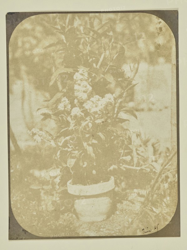 Potted Plant in a Garden; Hippolyte Bayard, French, 1801 - 1887, June 1849; Salted paper print; 16.2 x 12.2 cm
