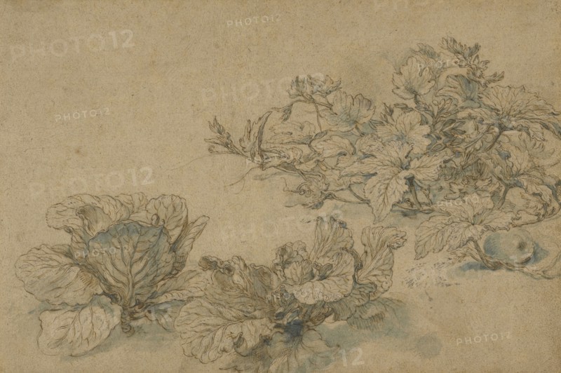 Studies of a Marrow Plant and Cabbages; Abraham Bloemaert, Dutch, 1564 - 1651, about 1605 - 1614; Pen and brown ink, blue wash