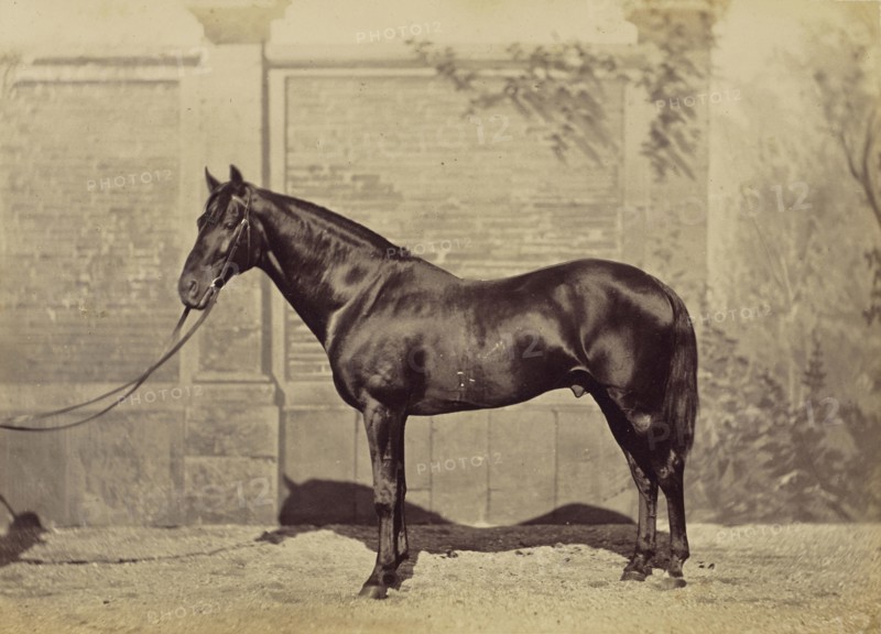 Étalon de pur sang anglais au Cte. Aguado; Louis-Jean Delton, French, 1807 - 1891, Paris, France; 1865; Albumen silver print