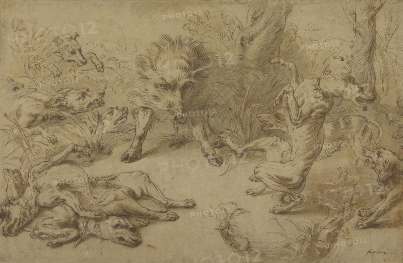 A Wild Boar at Bay; Frans Snyders, Flemish, 1579 - 1657, Flanders, Belgium; 1620 - 1630; Black chalk, pen and brown ink, brown