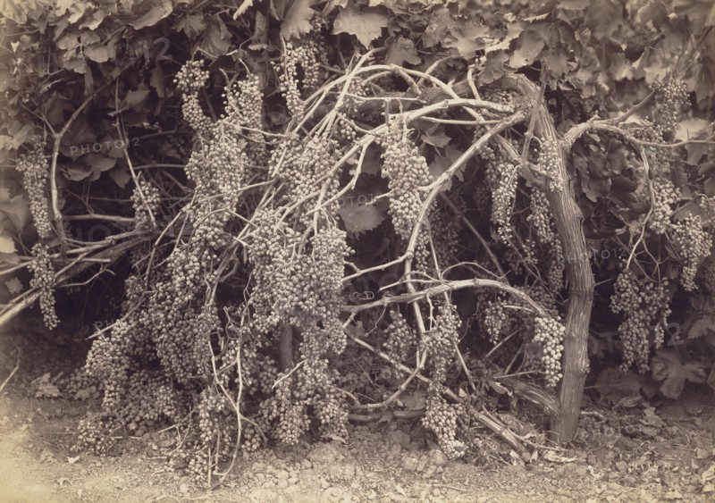 Thompson's Seedless Grapes; Carleton Watkins, American, 1829 - 1916, California, Kern, United States; 1880; Albumen silver