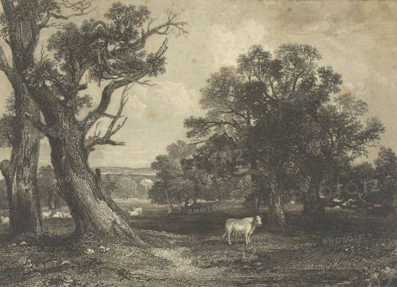 Pastoral Scene with Cows and Bulls; British; England; 1843 - 1845; Engraving; 11.7 x 16.8 cm, 4 5,8 x 6 5,8 in