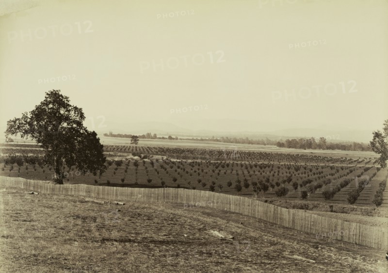 Young Orchard, Palermo, Butte County; Carleton Watkins, American, 1829 - 1916, Butte County, California, United States