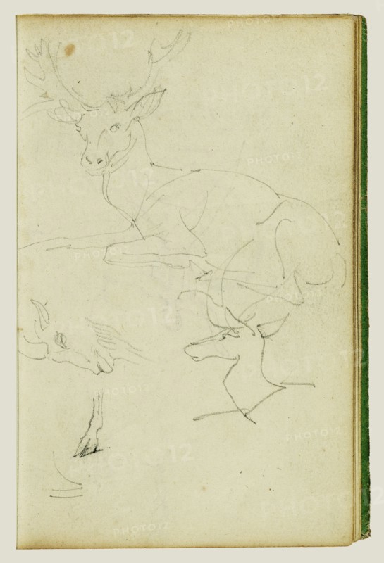 Studies of a Seated Stag, a Fawn, and a Goat Head; Théodore Géricault, French, 1791 - 1824, 1812 - 1814; Graphite; 15.2 x 10.6