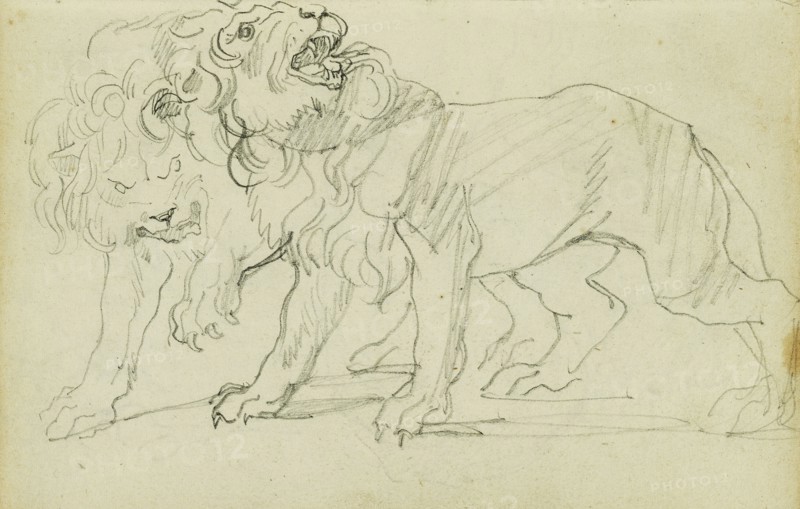 Pair of Lions; Théodore Géricault, French, 1791 - 1824, 1812 - 1814; Graphite; 15.2 x 10.6 cm, 6 x 4 3,16 in
