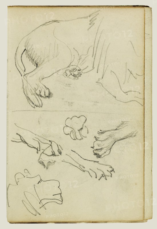 Various Studies of Lion Leg, Paws and Head; Théodore Géricault, French, 1791 - 1824, 1812 - 1814; Graphite; 15.2 x 10.6 cm