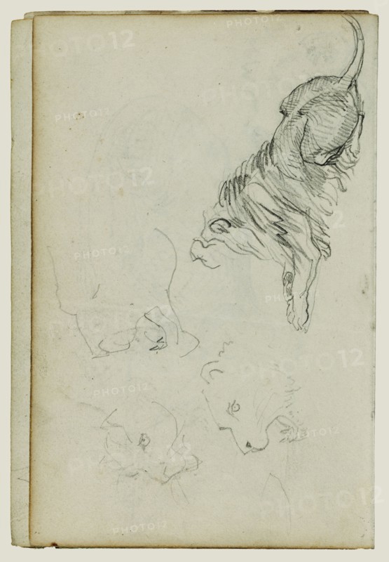 Four Lion Studies; Théodore Géricault, French, 1791 - 1824, 1812 - 1814; Graphite; 15.2 x 10.6 cm, 6 x 4 3,16 in