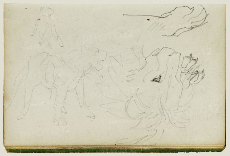 Lion Studies; Théodore Géricault, French, 1791 - 1824, 1812 - 1814; Graphite; 15.2 x 10.6 cm, 6 x 4 3,16 in
