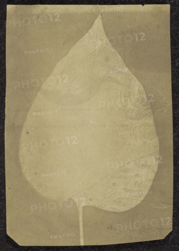 A Single Leaf; British, active India about 1843; England; 1843 - 1845; Photogenic drawing; 10.5 x 7.3 cm, 4 1,8 x 2 7,8 in