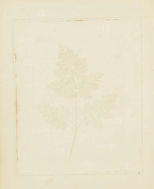 Leaf of a Plant; William Henry Fox Talbot, English, 1800 - 1877, Reading, England; 1844; Salted paper print from a paper