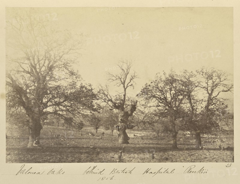 Valonea Oaks behind British Hospital Renkioi; John Kirk, Scottish, 1832 - 1922, Renkioi, Turkey; 1856; Albumen silver print