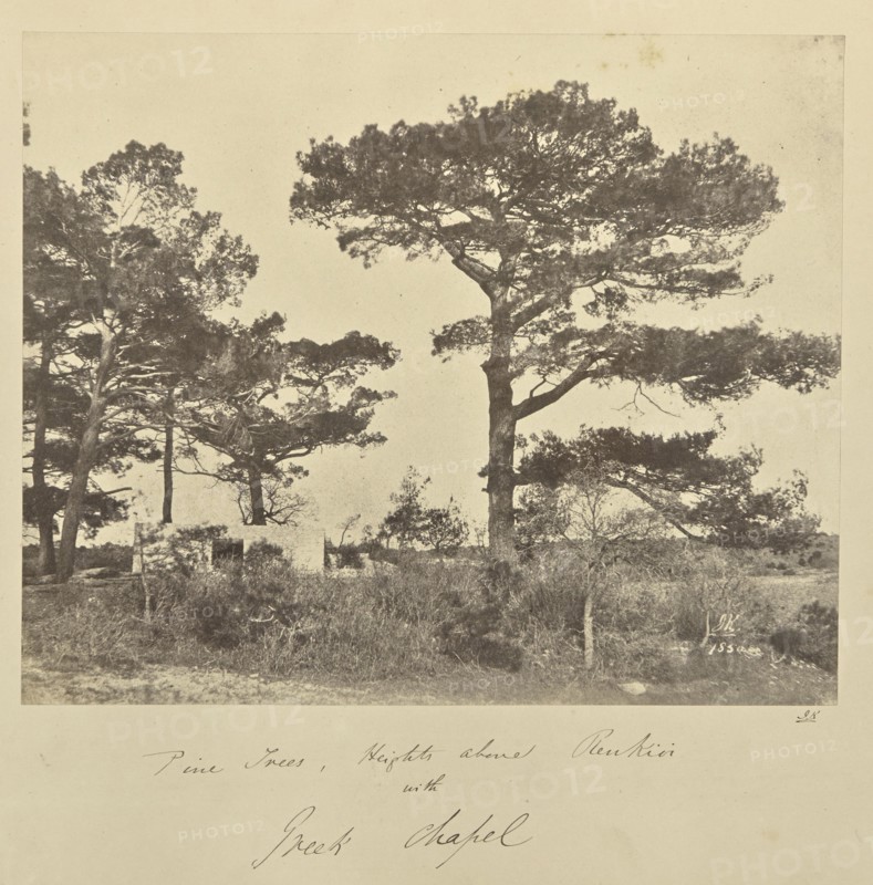 Pine Trees, Heights above Renkioi with Greek Chapel; John Kirk, Scottish, 1832 - 1922, Renkioi, Turkey; 1856; Albumen silver