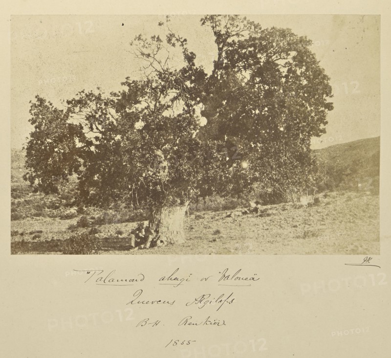 Palamoud ahagi or Valonea, Quercus aegilops. B.H. Renkioi; John Kirk, Scottish, 1832 - 1922, Renkioi, Turkey; 1855; Albumen