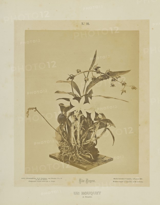 Un Bouquet; Albert Frisch, German, 1840 - 1918, Brazil; about 1867; Albumen silver print