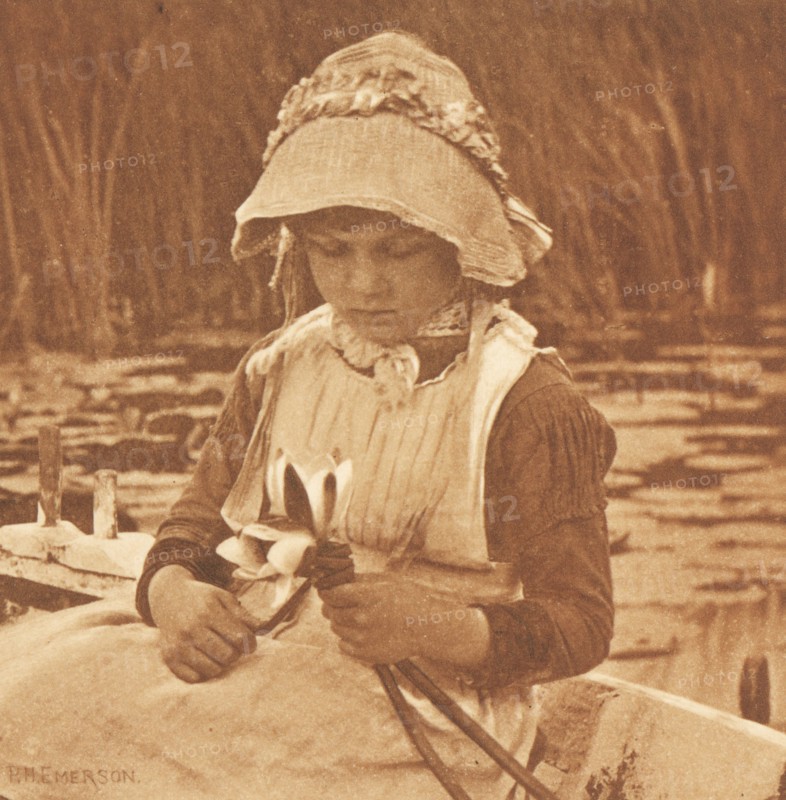 Flowers of the Mere; Peter Henry Emerson, British, born Cuba, 1856 - 1936, London, England; 1887; Photogravure; 7.1 x 7.1 cm