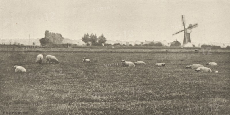 A Grey Day Pastoral; Peter Henry Emerson, British, born Cuba, 1856 - 1936, London, England; 1887; Photogravure; 8.1 x 16.4 cm