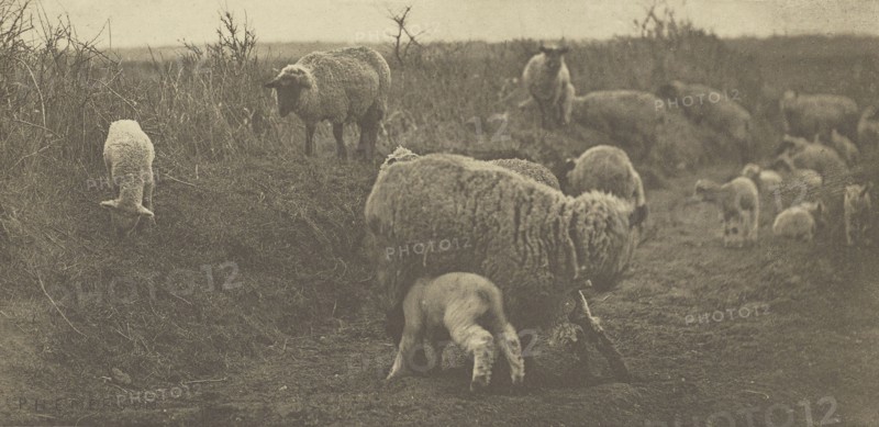 A March Pastoral. Suffolk; Peter Henry Emerson, British, born Cuba, 1856 - 1936, London, England; 1888; Photogravure