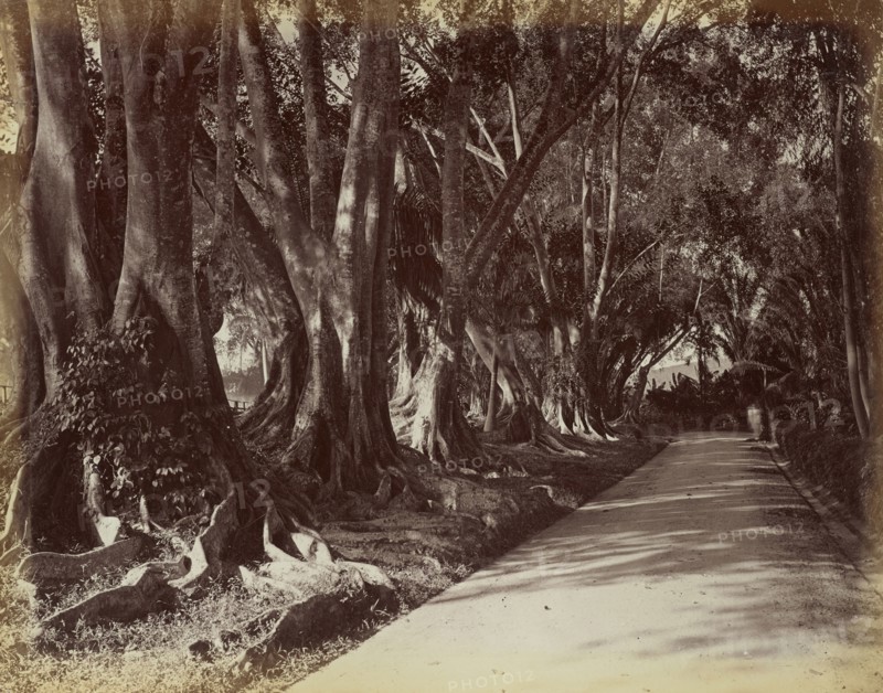 Peradeniya Botanical Garden; Ceylon; 1870s - 1890s; Albumen silver print