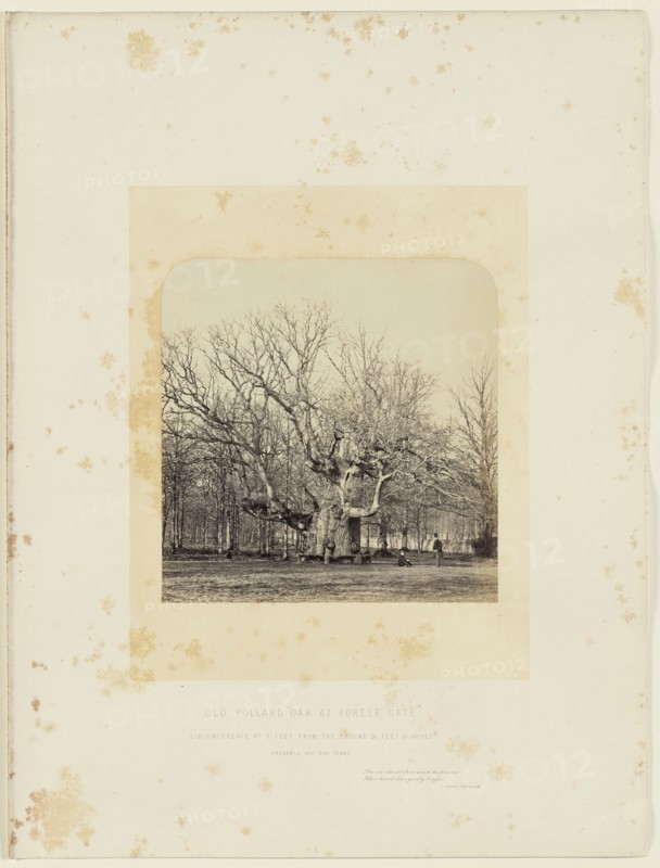 Old Pollard Oak at Forest Gate; James Sinclair, fourteenth earl of Caithness, British, 1821 - 1881, William Bambridge British
