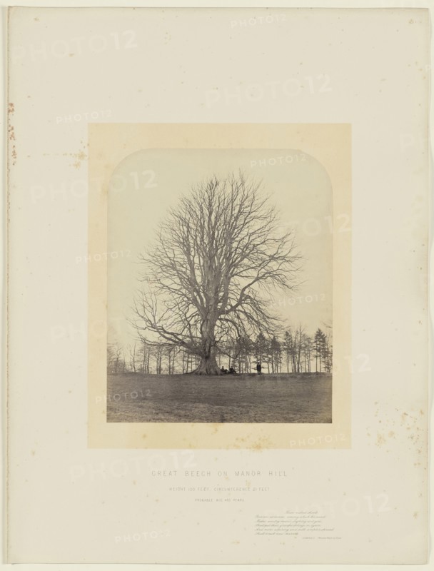 Great Beech on Manor Hill; James Sinclair, fourteenth earl of Caithness, British, 1821 - 1881, William Bambridge British, 1819