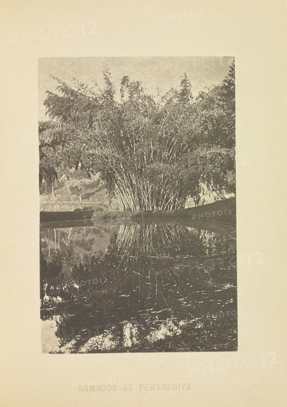 Bamboos at Peradeniya; Henry W. Cave, English, 1854 - 1913, Sri Lanka; about 1890; Photogravure; 8.9 × 5.9 cm