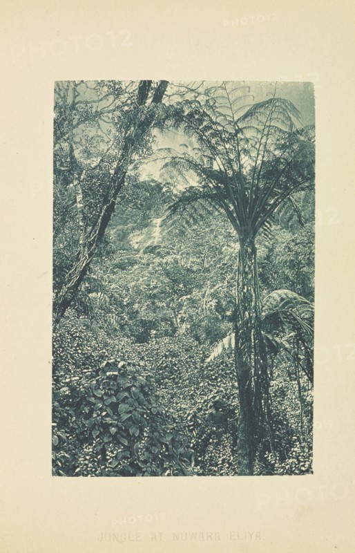 Jungle at Nuwara Eliya; Henry W. Cave, English, 1854 - 1913, Sri Lanka; about 1890; Photogravure; 8.8 × 5.8 cm