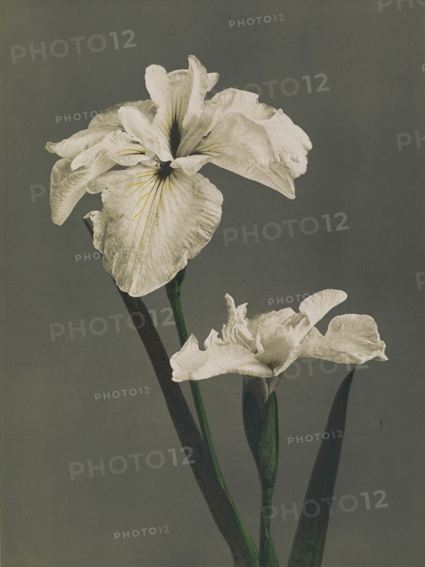 Iris Kæmpferi; Kazumasa Ogawa, Japanese, 1860 - 1929, Yokohama, Japan; 1896; Hand-colored collotype; 27.9 x 20.8 cm