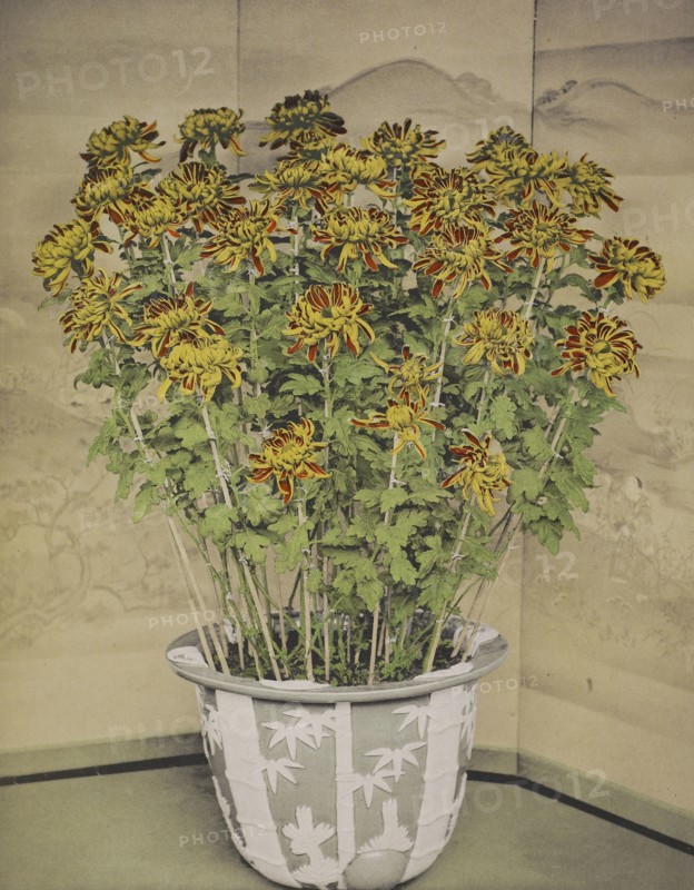 Chrysanthemum; Kazumasa Ogawa, Japanese, 1860 - 1929, Yokohama, Japan; 1896; Hand-colored collotype; 27.1 x 21.3 cm