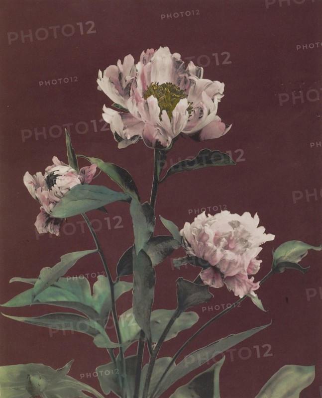 Hærdaceous Pæony; Kazumasa Ogawa, Japanese, 1860 - 1929, Yokohama, Japan; 1896; Hand-colored collotype; 25.7 x 20.8