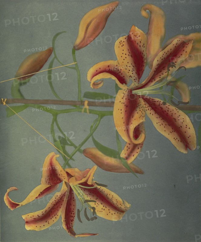 Lily; Kazumasa Ogawa, Japanese, 1860 - 1929, Yokohama, Japan; 1896; Hand-colored collotype; 22.2 x 26.8 cm