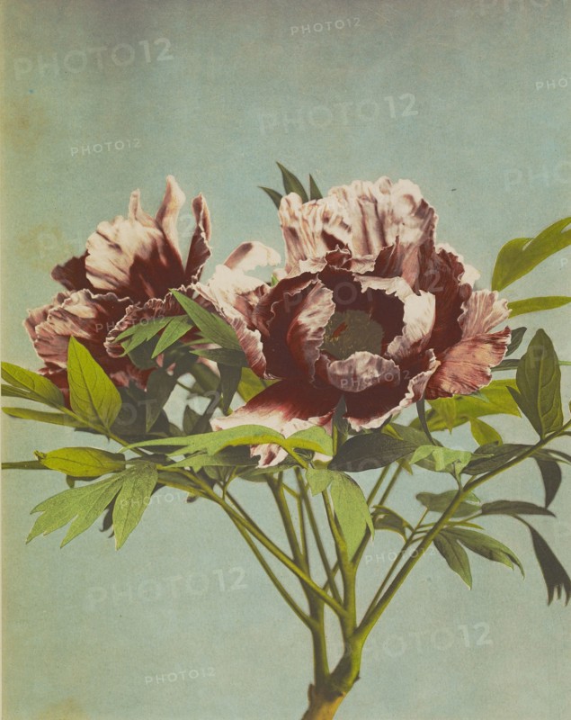 Tree Pæony; Kazumasa Ogawa, Japanese, 1860 - 1929, Yokohama, Japan; 1896; Hand-colored collotype; 27.3 x 21.6 cm