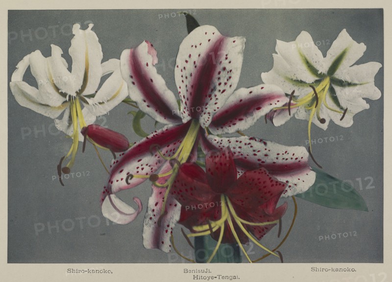 Lily; Kazumasa Ogawa, Japanese, 1860 - 1929, Yokohama, Japan; 1896; Hand-colored collotype; 18.7 x 27.5 cm, 7 3,8 x 10 13,16 in