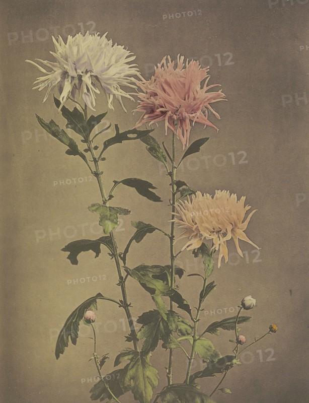 Kin-sui-ro; Kazumasa Ogawa, Japanese, 1860 - 1929, Yokohama, Japan; 1896; Hand-colored collotype