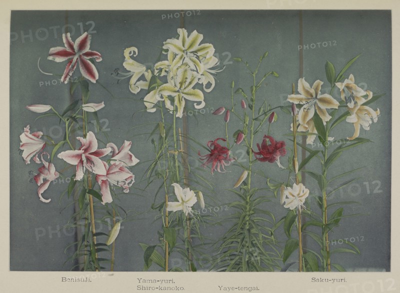 Lily; Kazumasa Ogawa, Japanese, 1860 - 1929, Yokohama, Japan; 1896; Hand-colored collotype; 18.1 x 26.4 cm