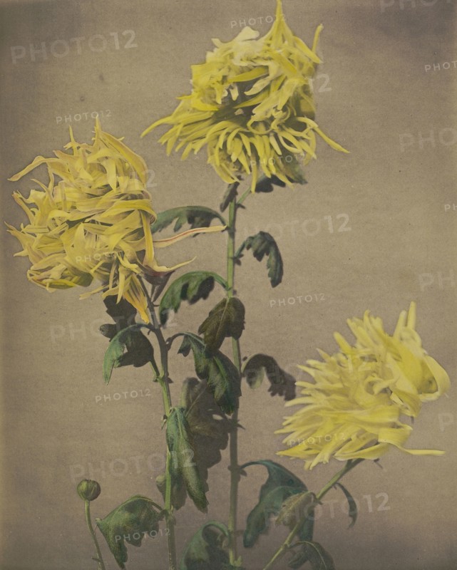 Ku-moi-sakura; Kazumasa Ogawa, Japanese, 1860 - 1929, Yokohama, Japan; 1896; Hand-colored collotype