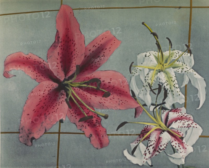 Lily; Kazumasa Ogawa, Japanese, 1860 - 1929, Yokohama, Japan; 1896; Hand-colored collotype; 21.3 x 26 cm