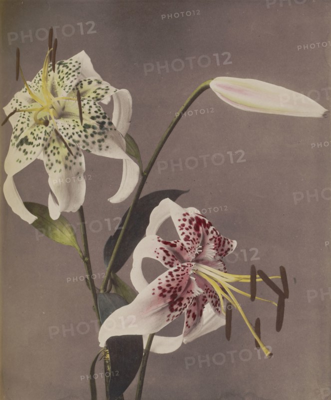 Lily; Kazumasa Ogawa, Japanese, 1860 - 1929, Yokohama, Japan; 1896; Hand-colored collotype; 27.8 x 23.5 cm