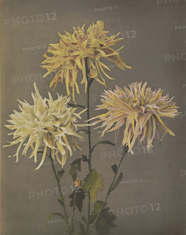 Imo-se-yama; Kazumasa Ogawa, Japanese, 1860 - 1929, Yokohama, Japan; 1896; Hand-colored collotype