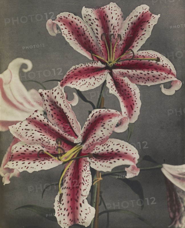 Lily; Kazumasa Ogawa, Japanese, 1860 - 1929, Yokohama, Japan; 1896; Hand-colored collotype; 27.3 x 22.4 cm