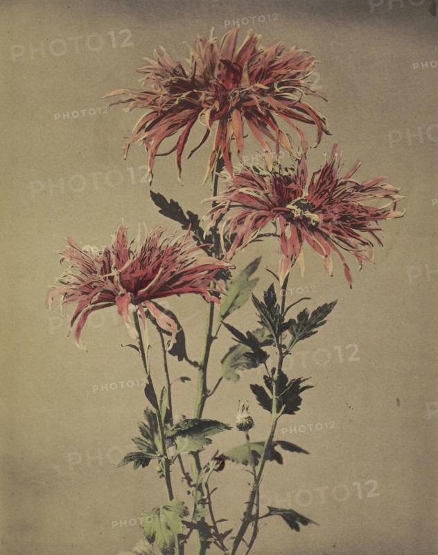 Kin-shi-shi; Kazumasa Ogawa, Japanese, 1860 - 1929, Yokohama, Japan; 1896; Hand-colored collotype