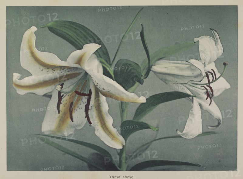 Lily; Kazumasa Ogawa, Japanese, 1860 - 1929, Yokohama, Japan; 1896; Hand-colored collotype; 19.4 x 27 cm