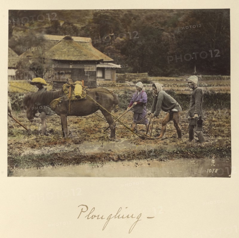 Ploughing; Shinichi Suzuki, Japanese, 1835 - 1919, Japan; about 1873 - 1883; Hand-colored Albumen silver print