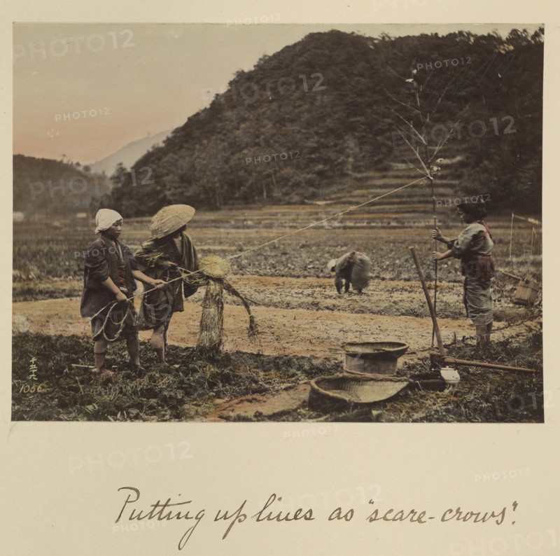 Putting up lines as scare-crows; Shinichi Suzuki, Japanese, 1835 - 1919, Japan; about 1873 - 1883; Hand-colored Albumen silver